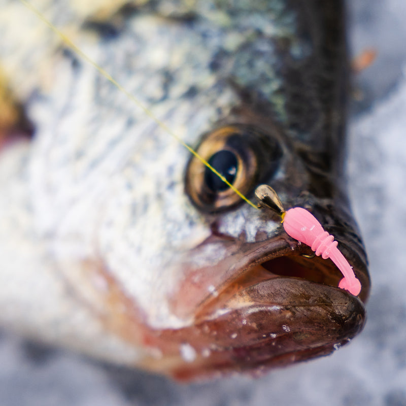 FishDaddy Boller BioSilicone Glow Plastics (BGP)