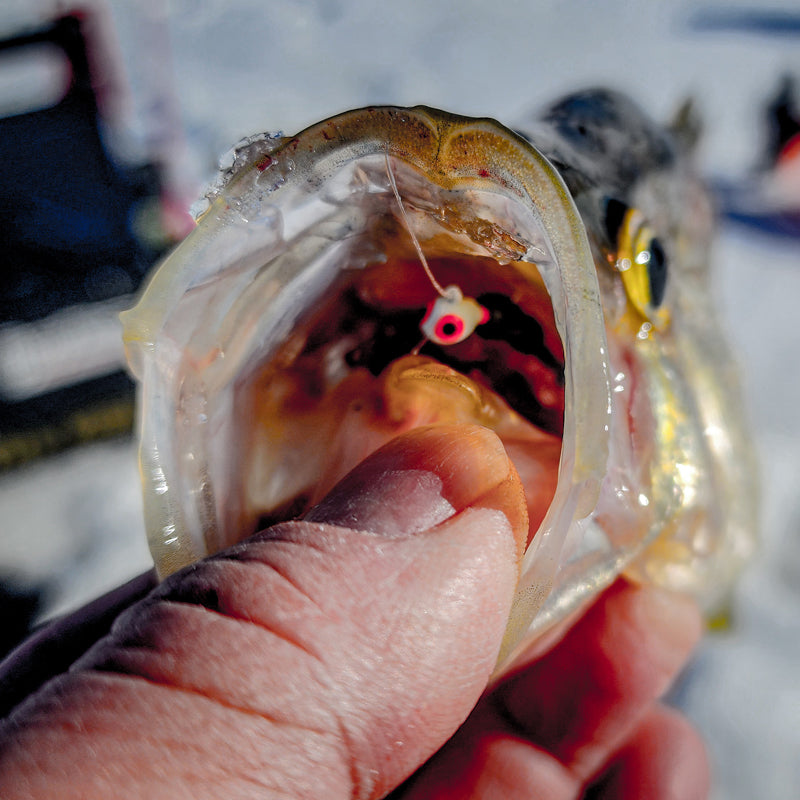 FishDaddy Dip & Rip Tungsten Jig Kit