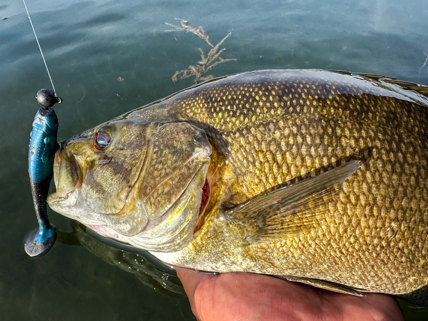 FishDaddy Paddle Tail BioSilicone Soft Plastics