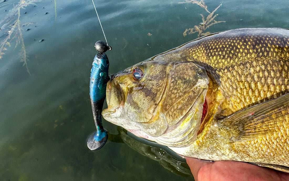 How to Fish a Paddle Tail Soft Plastic