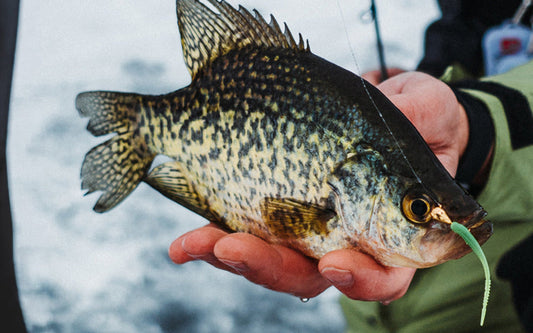 How to Fish the FishDaddy Spyro Tail for Panfish