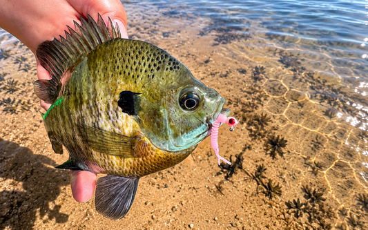 Where Panfish Go in September: Finding Bluegills and Crappies in the Fall Transition
