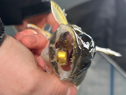 Dirty Bomb Live Wire