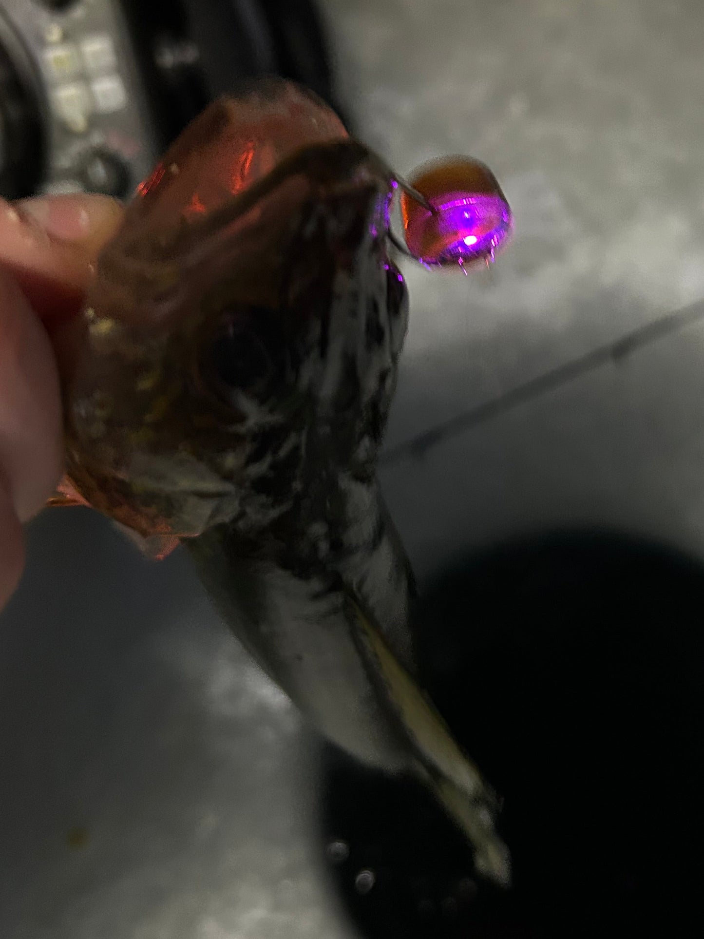 Dirty Bomb Live Wire